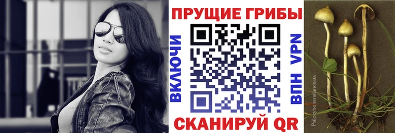 это какой сайт  гидра как войти  Елизово  Галлюциногенные грибы Psilocybe 